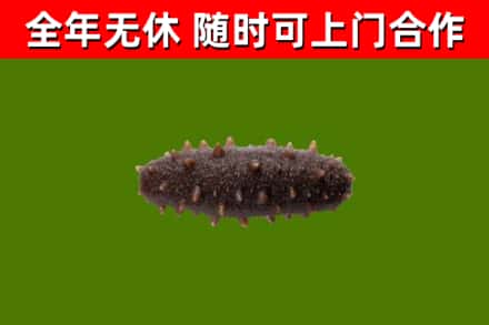 襄城回收海参干